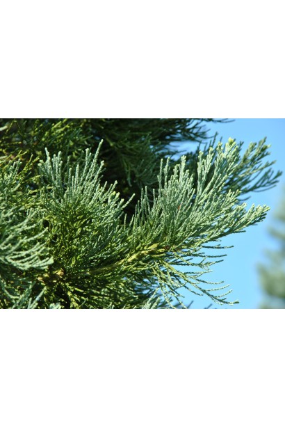 Секвоядендрон хвоя